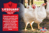 22% Start-To-Finish Meatbird (Non-GMO)