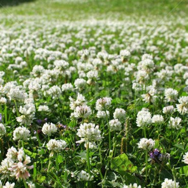 Wetsel Seed Products Clover White Dutch