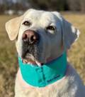 Bay Dog Arctic Bay Cooling Dog Collar