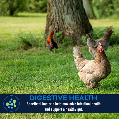 Kalmbach Feeds LifeGuard® Poultry Supplement