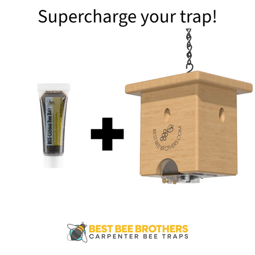 Best Bee Brothers Carpenter Bee Pine Turbo Trap with Bee Vault