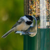 Birds Choice Squirrel Proof Classic Bird Feeder with Pole and Squirrel Baffle