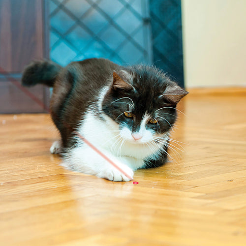 KONG  Laser Pointer