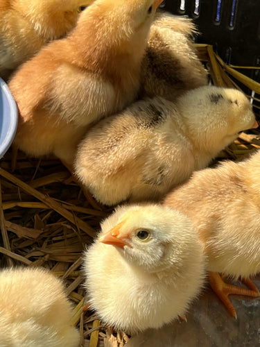 Live Chicks - Uploaded Image