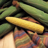 Seedway Honey Select Sweet Corn (Not Treated)