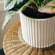 CWP Clear Designer Heavy Plant Saucer