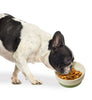 Ethical Pet Sedona Dish Dog Spruce green
