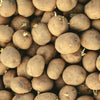 Seed Potatoes