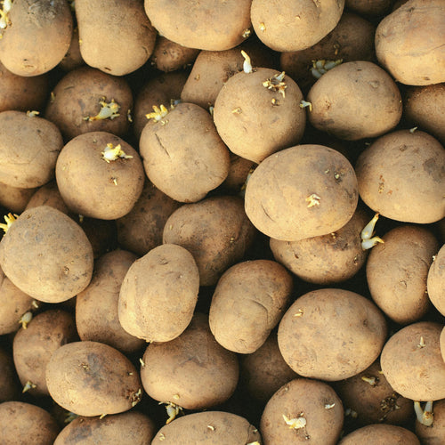 Seed Potatoes