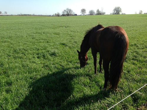 Cisco Champion Pasture Mix