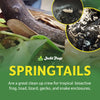 Josh's Frogs Temperate Springtail (Collembola) Culture