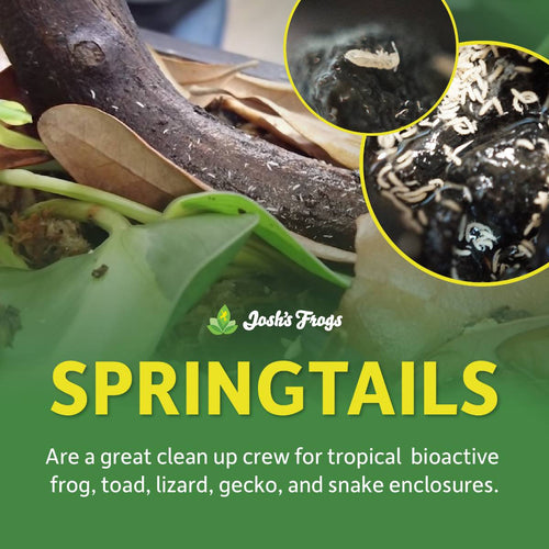Josh's Frogs Temperate Springtail (Collembola) Culture