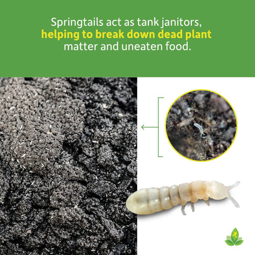 Josh's Frogs Temperate Springtail (Collembola) Culture