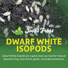 Dwarf Tropical White Isopods - Trichorhina tomentosa