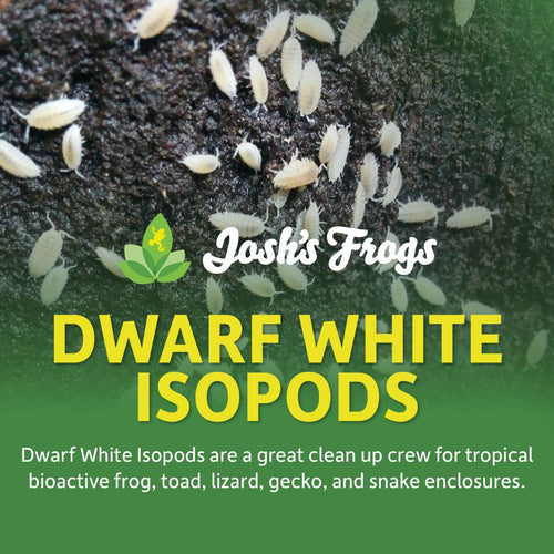Dwarf Tropical White Isopods - Trichorhina tomentosa