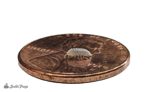 Dwarf Tropical White Isopods - Trichorhina tomentosa