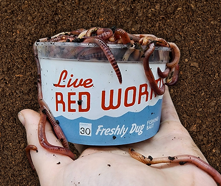 Wormville Live Red Worms