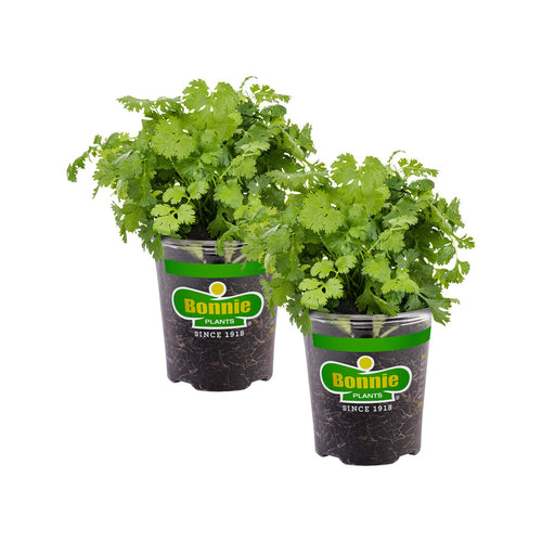 Bonnie Plants Cilantro (2 Pack)