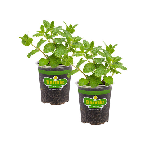 Bonnie Plants Sweet Mint (2 Pack)