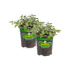 Bonnie Plants Peppermint Mint (2 Pack)