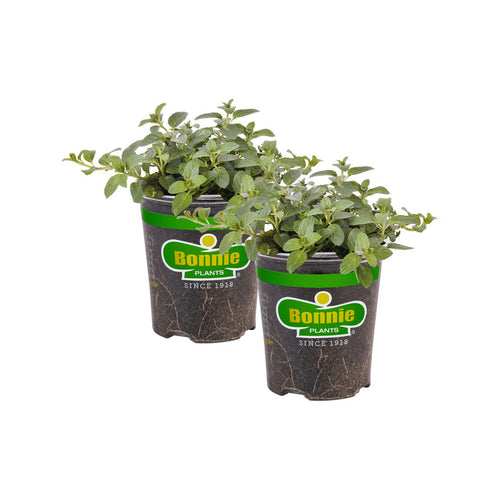 Bonnie Plants Peppermint Mint (2 Pack)