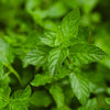 Bonnie Plants Peppermint Mint (2 Pack)