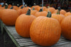 Pumpkins