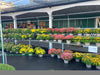 Fall Mums (Chrysanthemum)