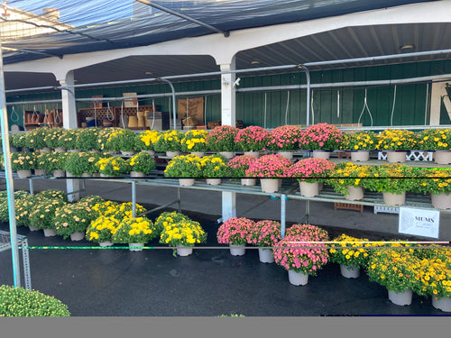 Fall Mums (Chrysanthemum)