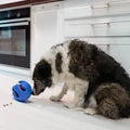 KONG Rewards Roll Upz Ball Treat Dispenser