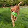 KONG Ziggles Frog Dog Toy
