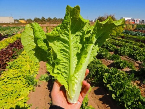 Seedway Black Seeded Simpson Lettuce (Not Treated)
