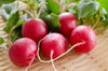 Seedway Champion Radish (Treated Seed)