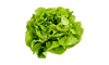 Seedway Buttercrunch Lettuce (Not Treated)