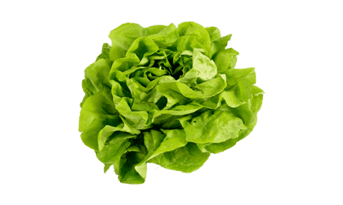 Seedway Buttercrunch Lettuce (Not Treated)