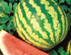 Seedway Crimson Sweet Watermelon (Treated Seed)