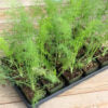 Seedway Dill Dukat (Not Treated)