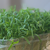 Seedway Dill Dukat (Not Treated)
