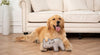 Territory Rhino Durable Plush Dog Toy