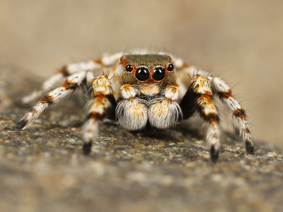Pet Spider Jumping