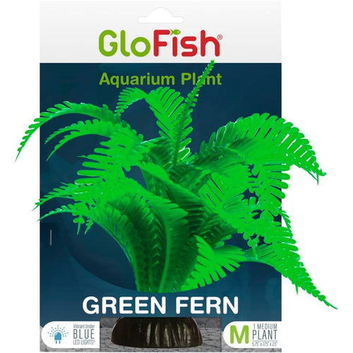 GLOFISH PLANT FERN