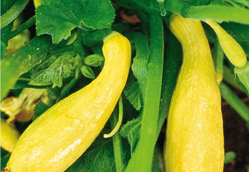 SEEDS OF CHANGE™ ORGANIC YELLOW CROOKNECK SQUASH SEEDS