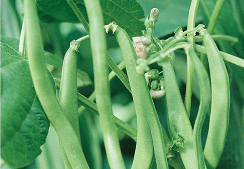 SEEDS OF CHANGE™ ORGANIC BLUE LAKE BUSH BEAN SEEDS