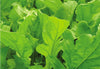 SEEDS OF CHANGE™ ORGANIC ARUGULA (ROQUETTE) SEEDS