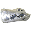 EXOTIC ENVIRONMENTS NILE CROCODILE SKULL